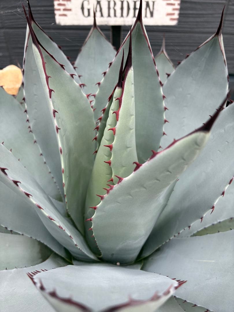 アガベ　パリートランカータ　大株