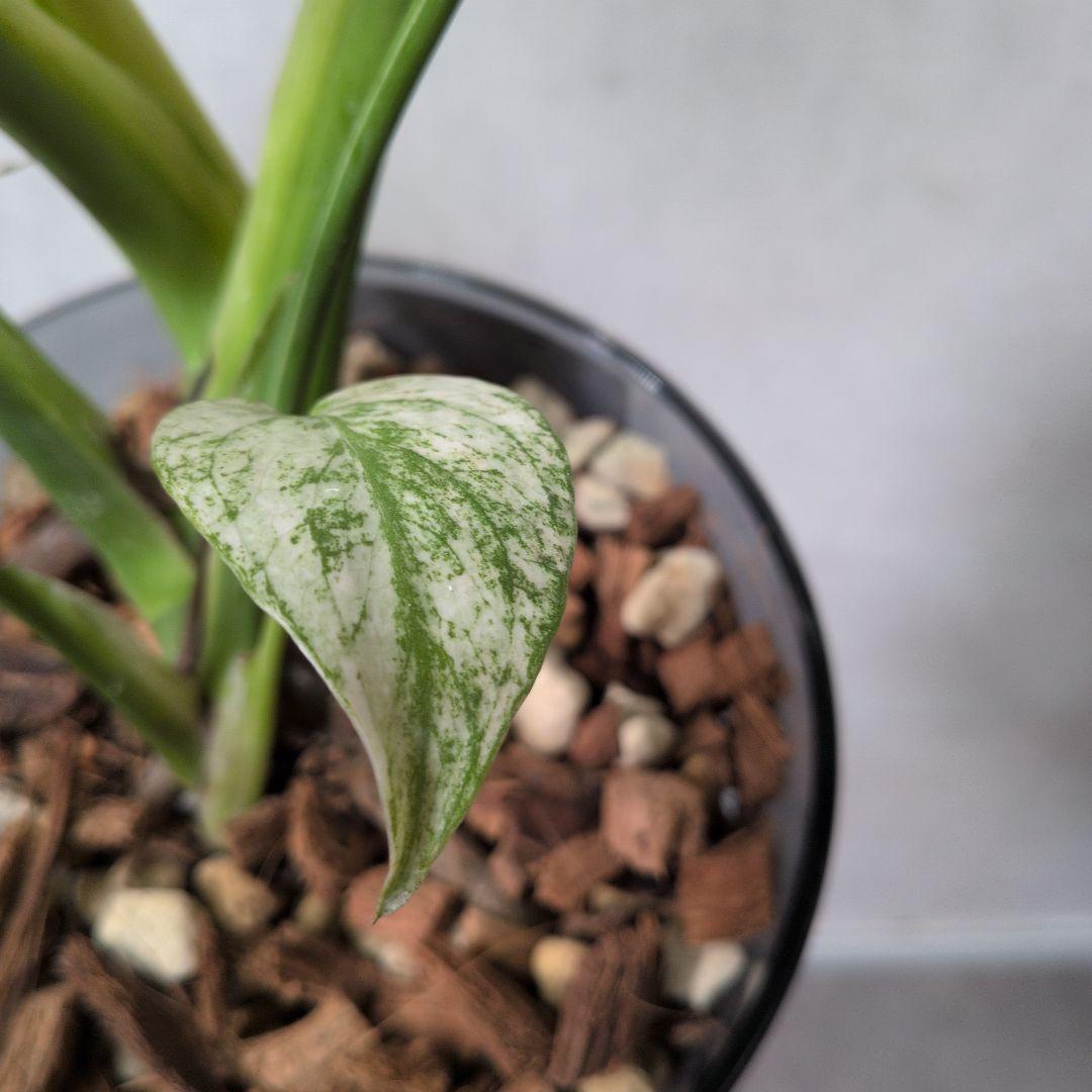 モンステラ デリシオーサ ホワイトモンスター 天津蘭 メルカリ便