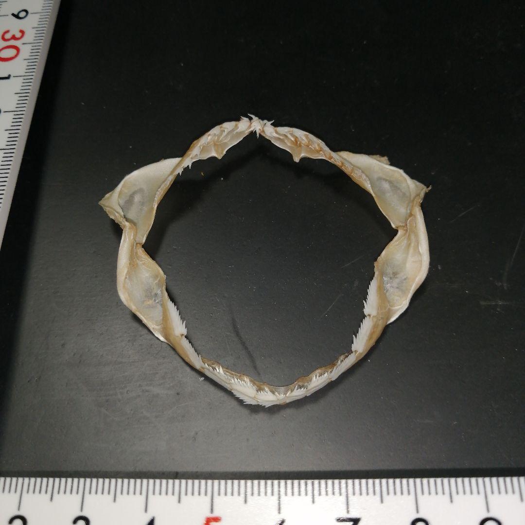 エドアブラザメ　歯　あご　標本　A5