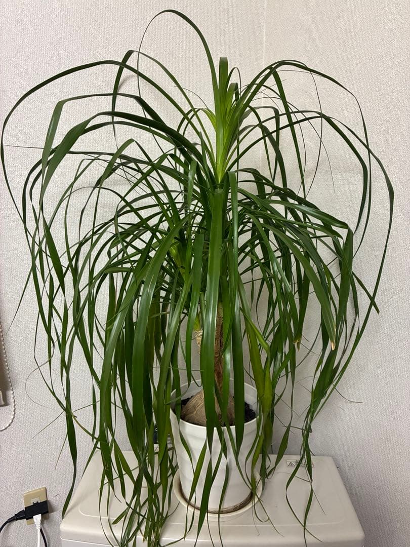 ポニーテール観葉植物 約110cm
