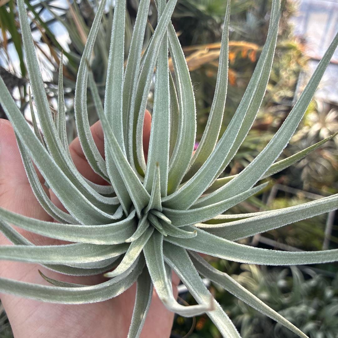 Tillandsia didisticha 'Giant' ティランジア