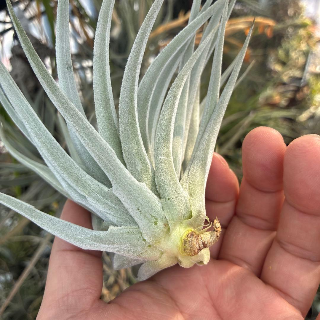 Tillandsia didisticha 'Giant' ティランジア