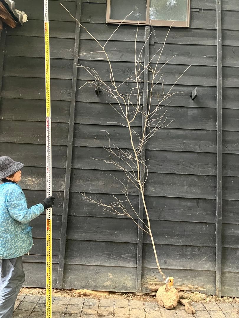 12 山採り　ヤマザクラ