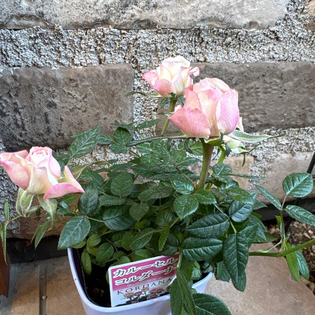ミニ薔薇・カルーセルコルダーナ
