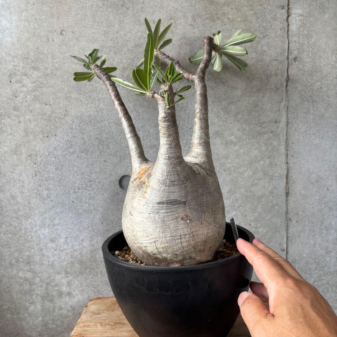 Masaさん専用グラキリス＋センナメリディオナリス