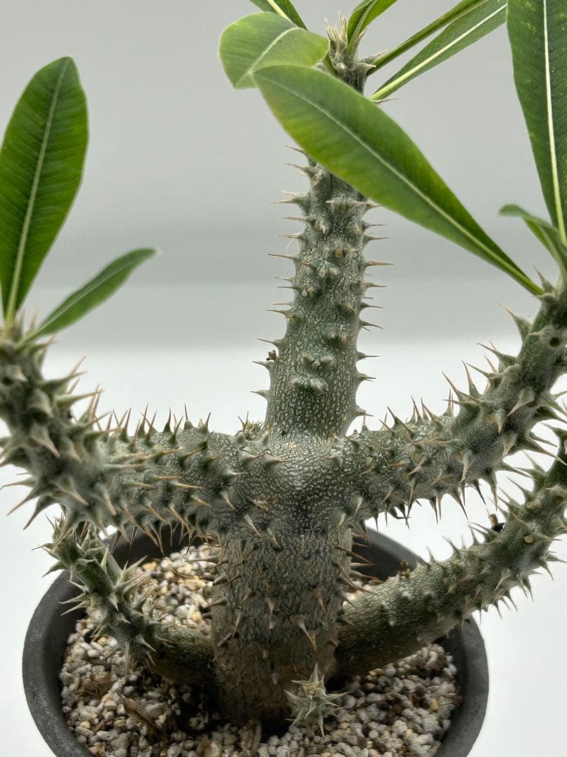 パキポディウム　グラキリス　自家実生6年　落葉中