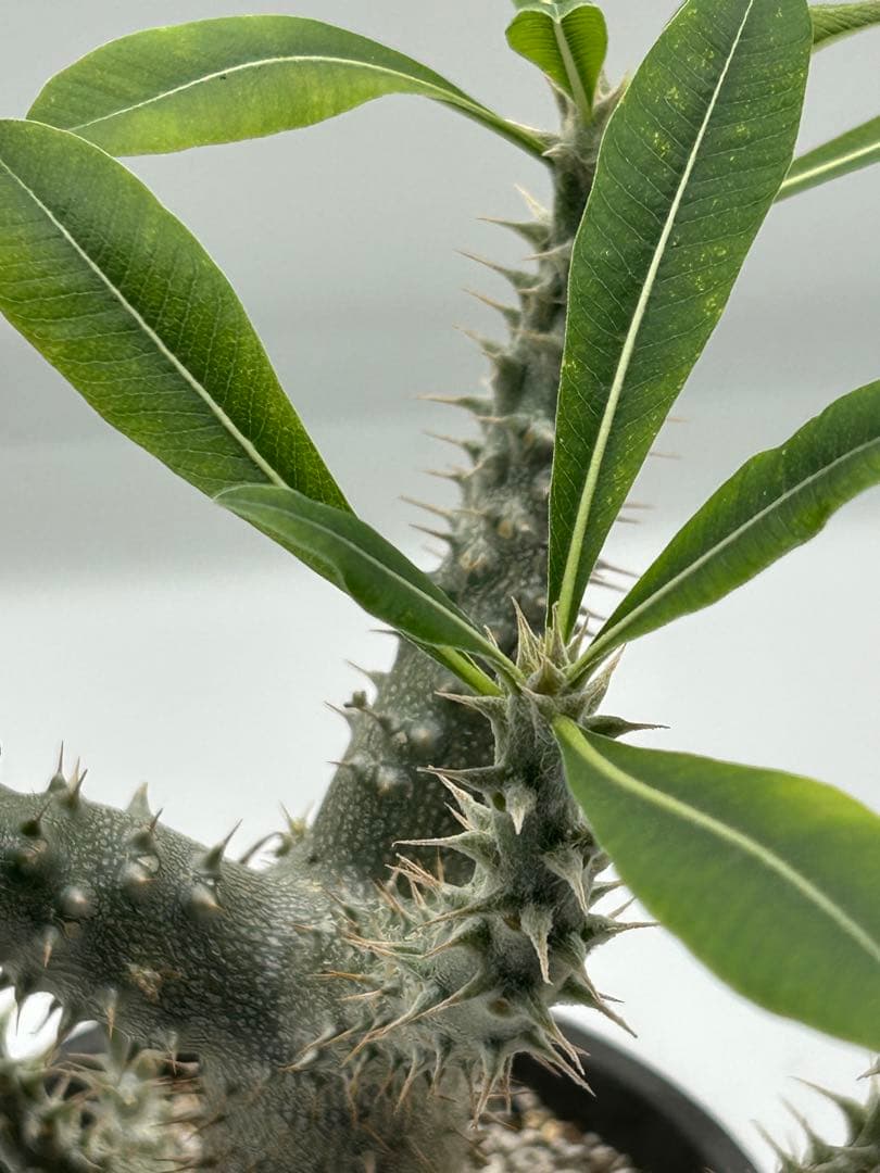 パキポディウム　グラキリス　自家実生6年　落葉中