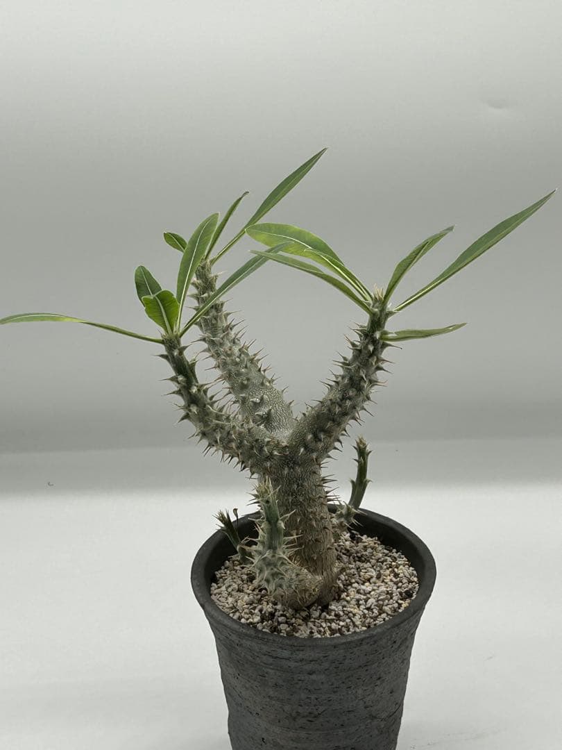 パキポディウム　グラキリス　自家実生6年　落葉中