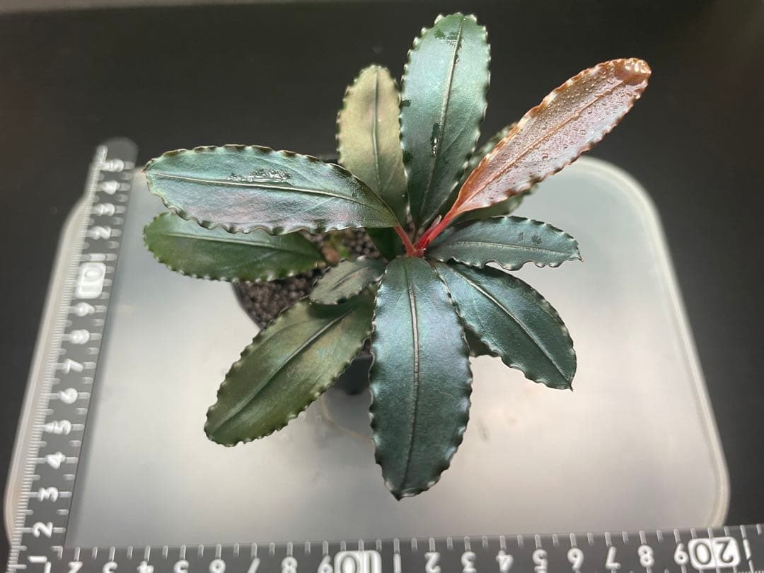 ヒ*ロ様 Bucephalandra sp Red walts