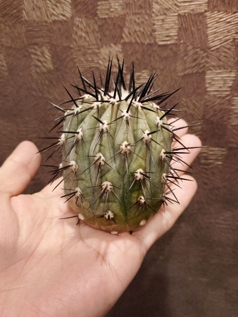 \"大株 美株\" コピアポア 黒王丸