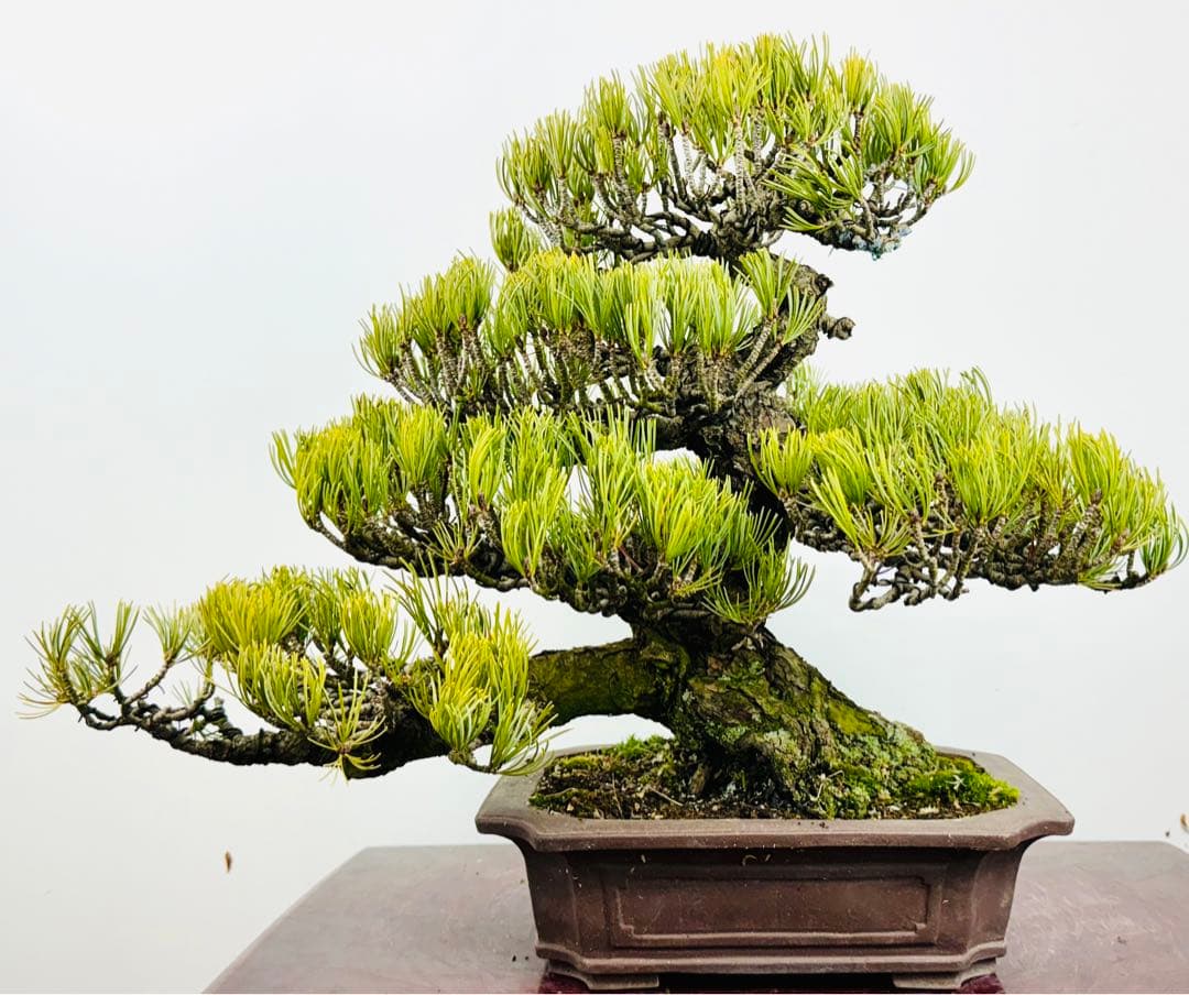 五葉松盆栽【5】