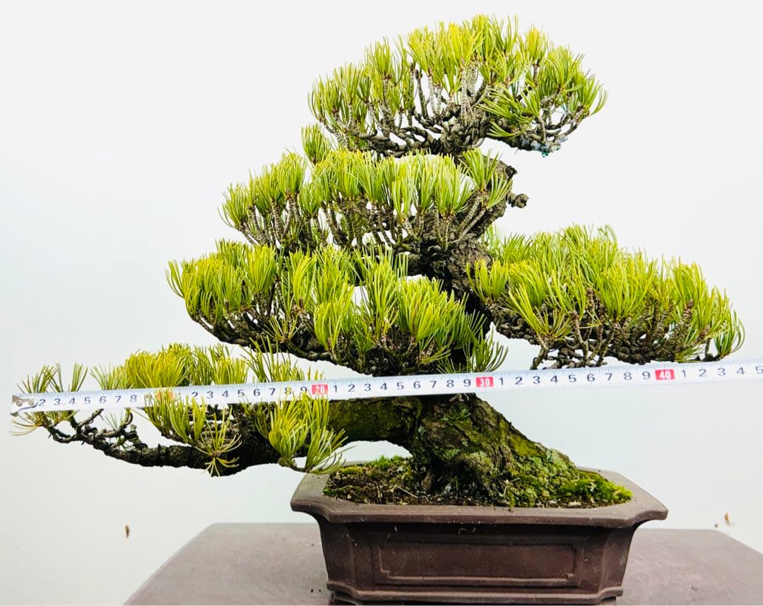 五葉松盆栽【5】