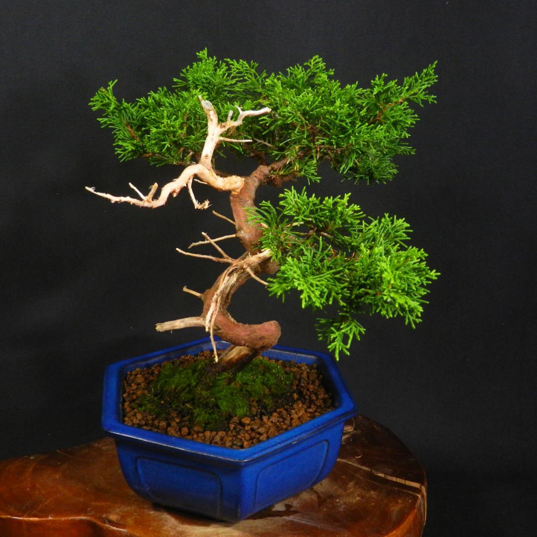 豆*郎様 【一起園芸】糸魚川真柏・小品盆栽◆人気盆栽樹・形良好な一品です◆