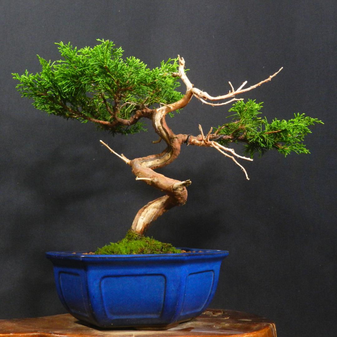 豆*郎様 【一起園芸】糸魚川真柏・小品盆栽◆人気盆栽樹・形良好な一品です◆