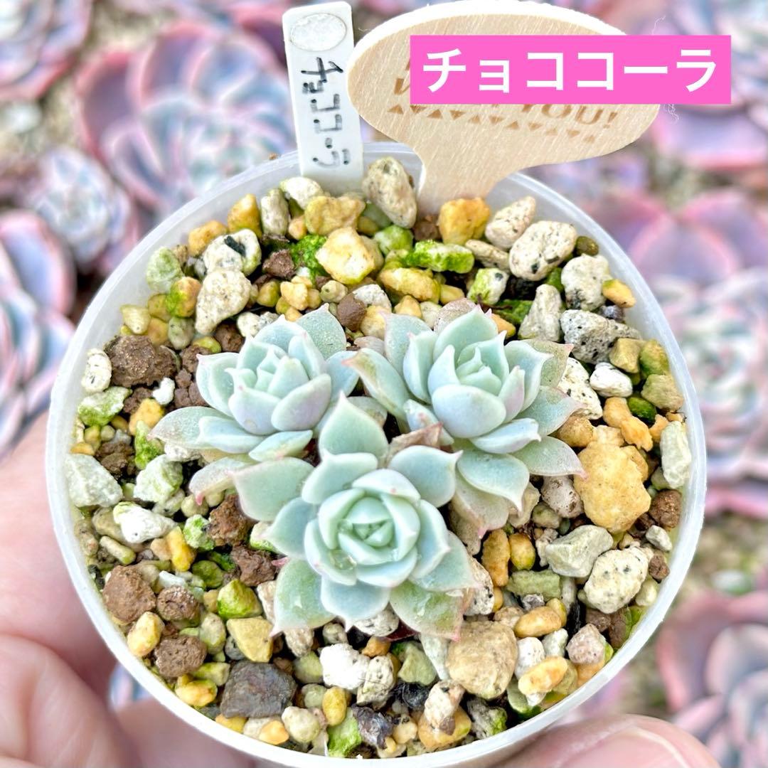 【激レア@2980】チョココーラ(3頭)