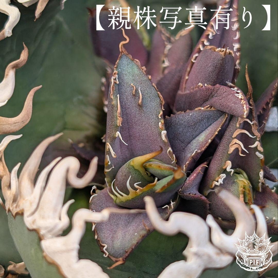 変異株【 海王最上級優良血統】\