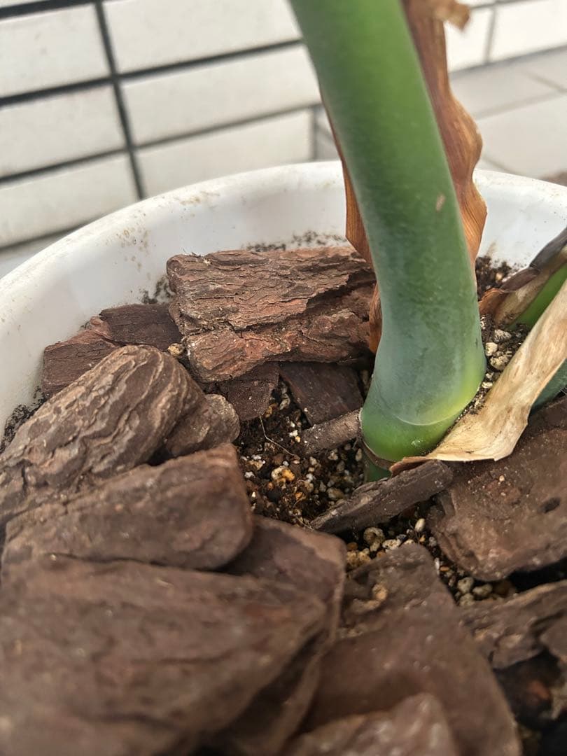 モンステラ　デリシオーサ　１株