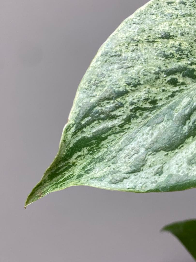 ②【セール‼️】モンステラ　デリシオーサ　バルバソー　フシギダネ/ ベトシオーサ