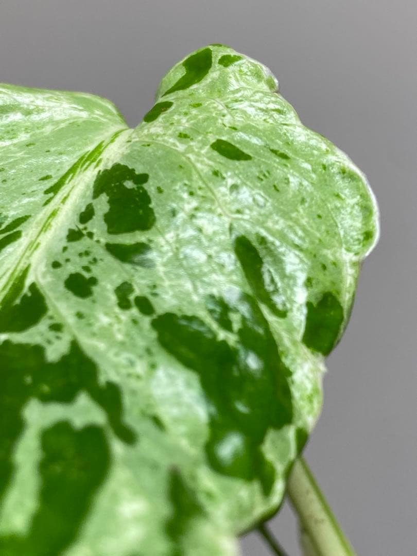 ②【セール‼️】モンステラ　デリシオーサ　バルバソー　フシギダネ/ ベトシオーサ