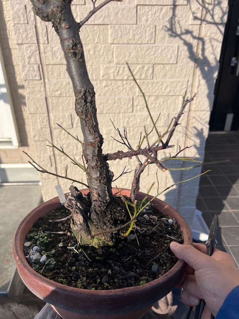 甲州野梅　盆栽　約60cm 梅