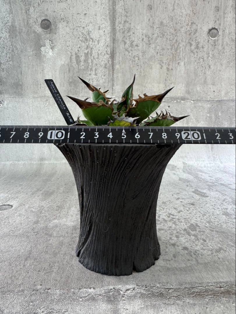 アガベ チタノタ 黒火焔 ブラックファイヤー cjplants Kikko 鉢付