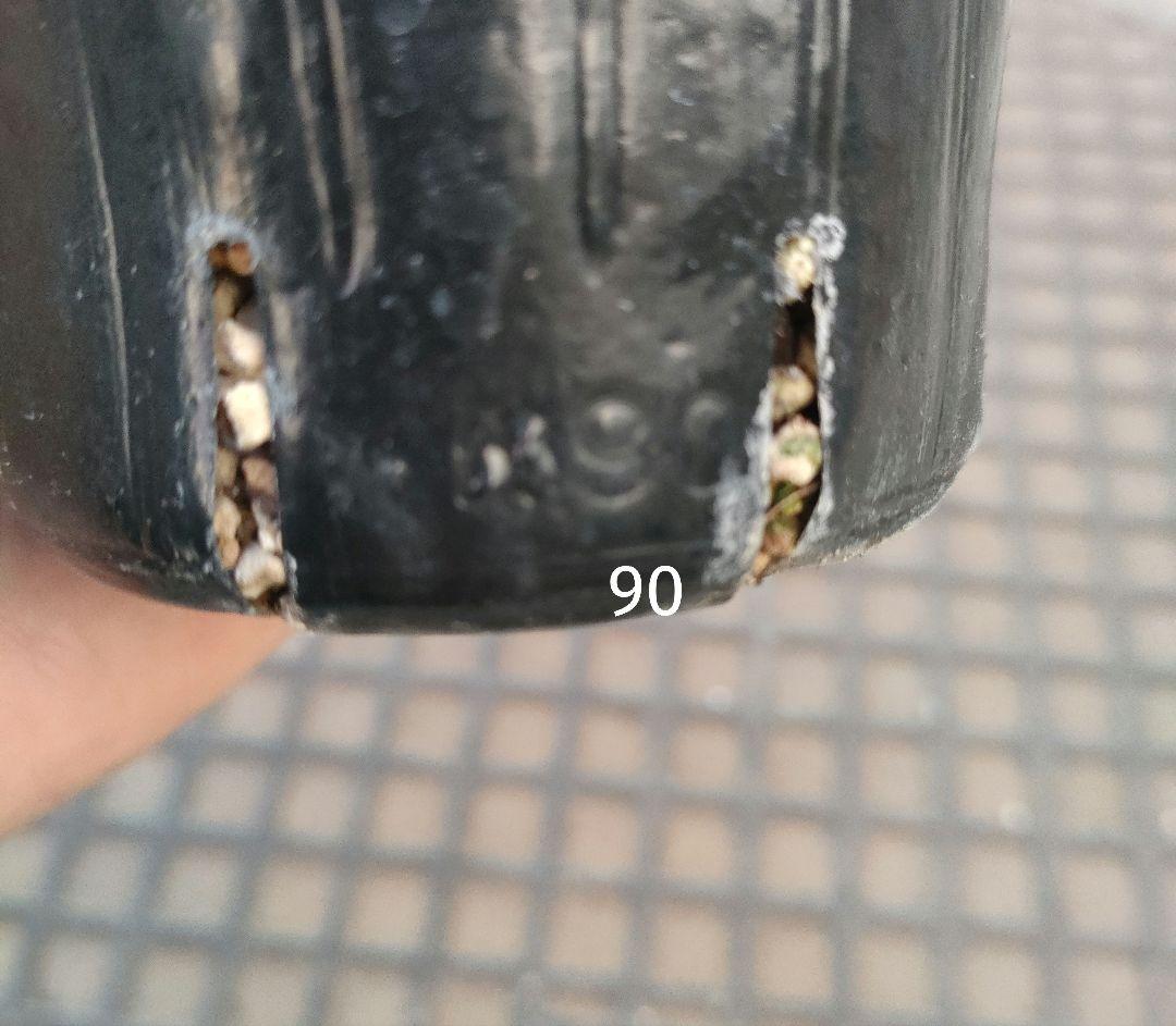 クリスマスローズ　苗