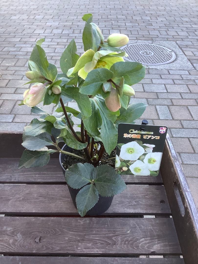 さかえ‼️氷の薔薇シリーズ　クリスマスローズ＊ビアンコ