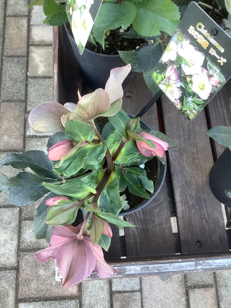 さかえ‼️氷の薔薇シリーズ　クリスマスローズ＊ビアンコ