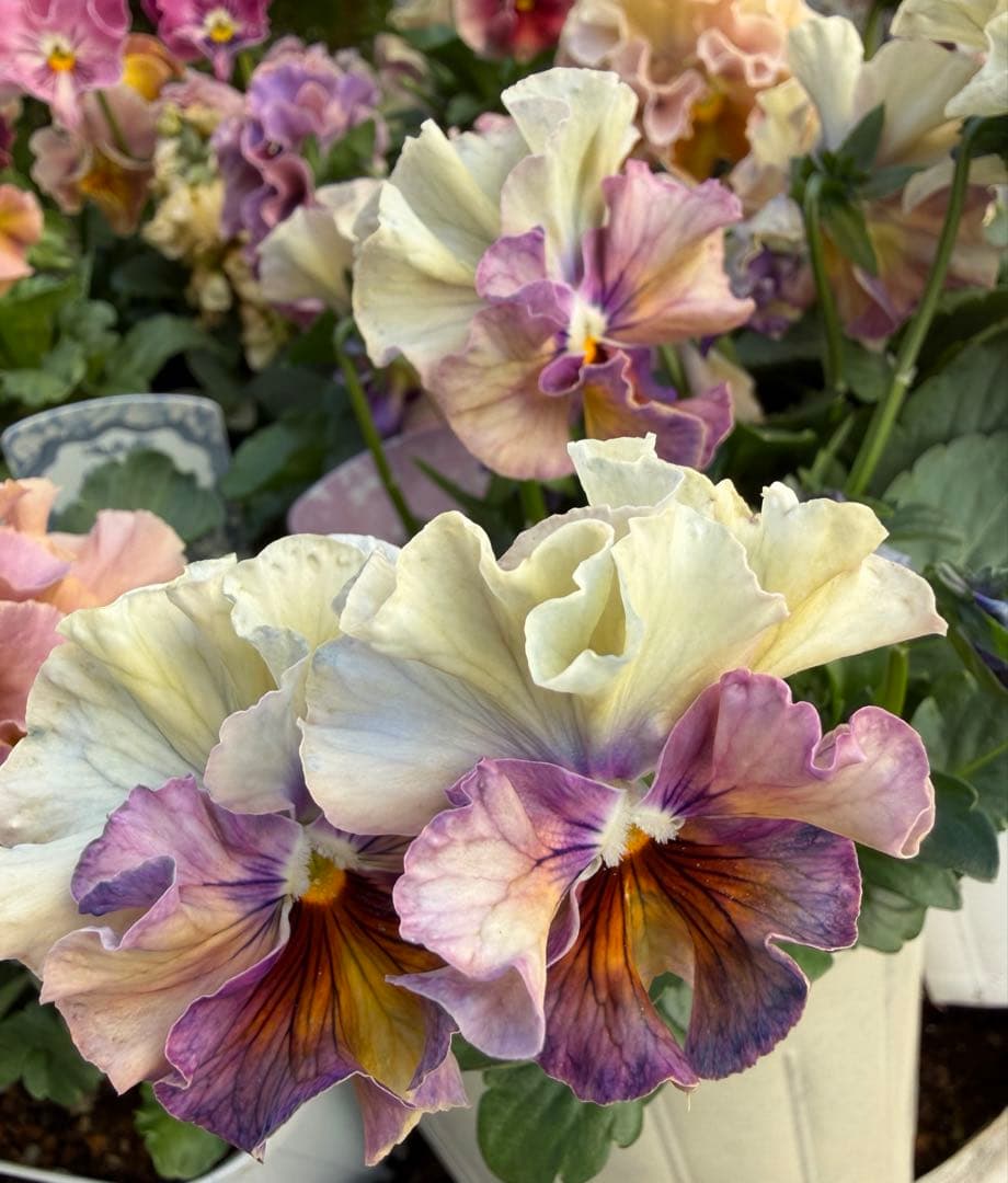 goma様　フェデネージュ　グリム　魔法使いのドレス