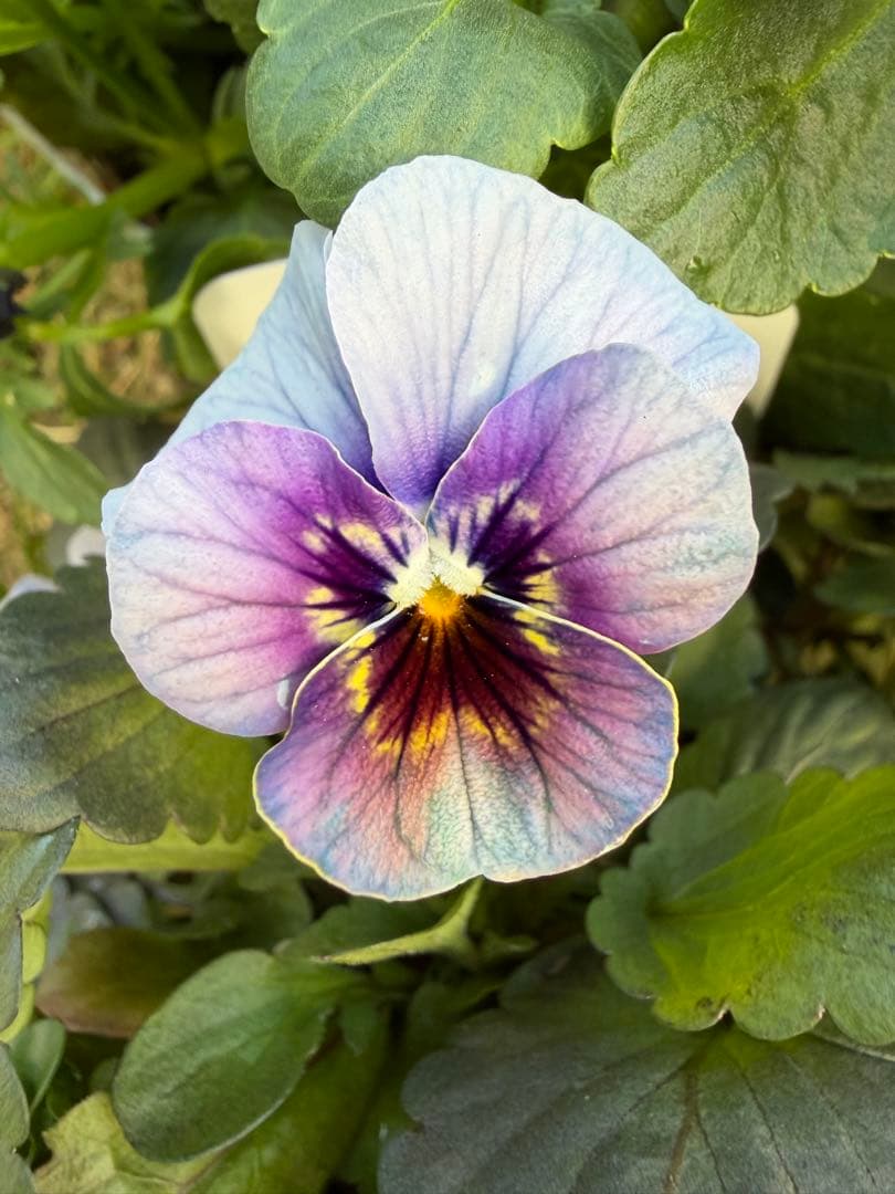 goma様　フェデネージュ　グリム　魔法使いのドレス