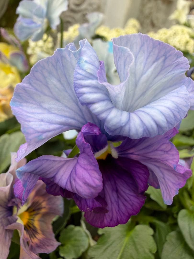 goma様　フェデネージュ　グリム　魔法使いのドレス