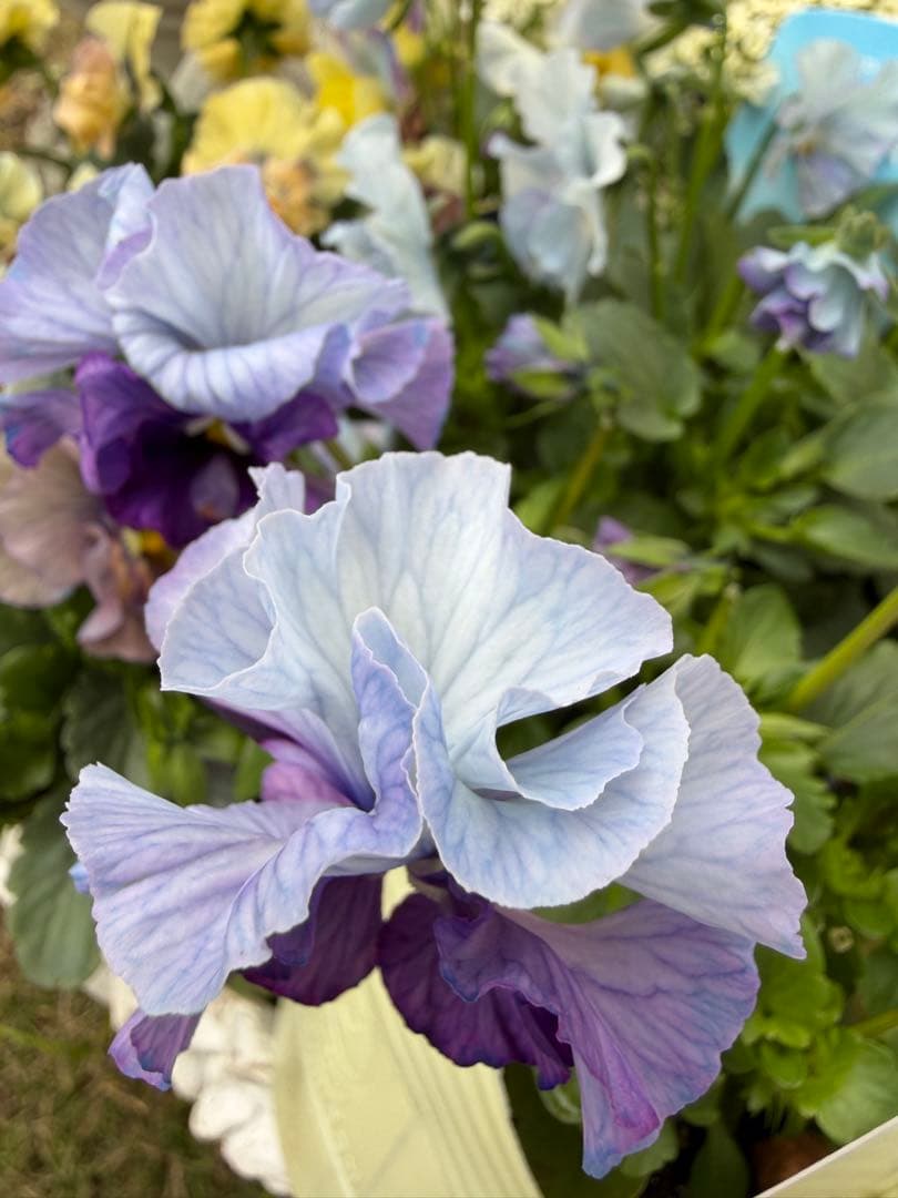 goma様　フェデネージュ　グリム　魔法使いのドレス