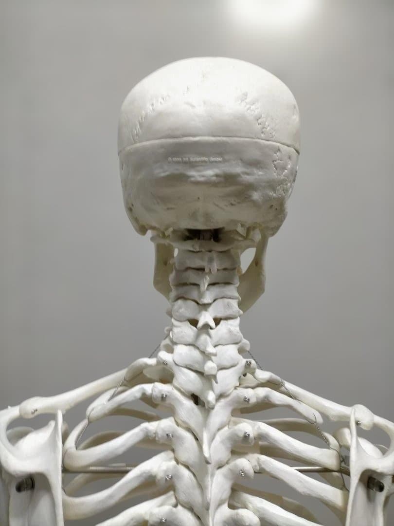 【送料無料】美品 3B Scientific 等身大 骨格模型 スタンド付