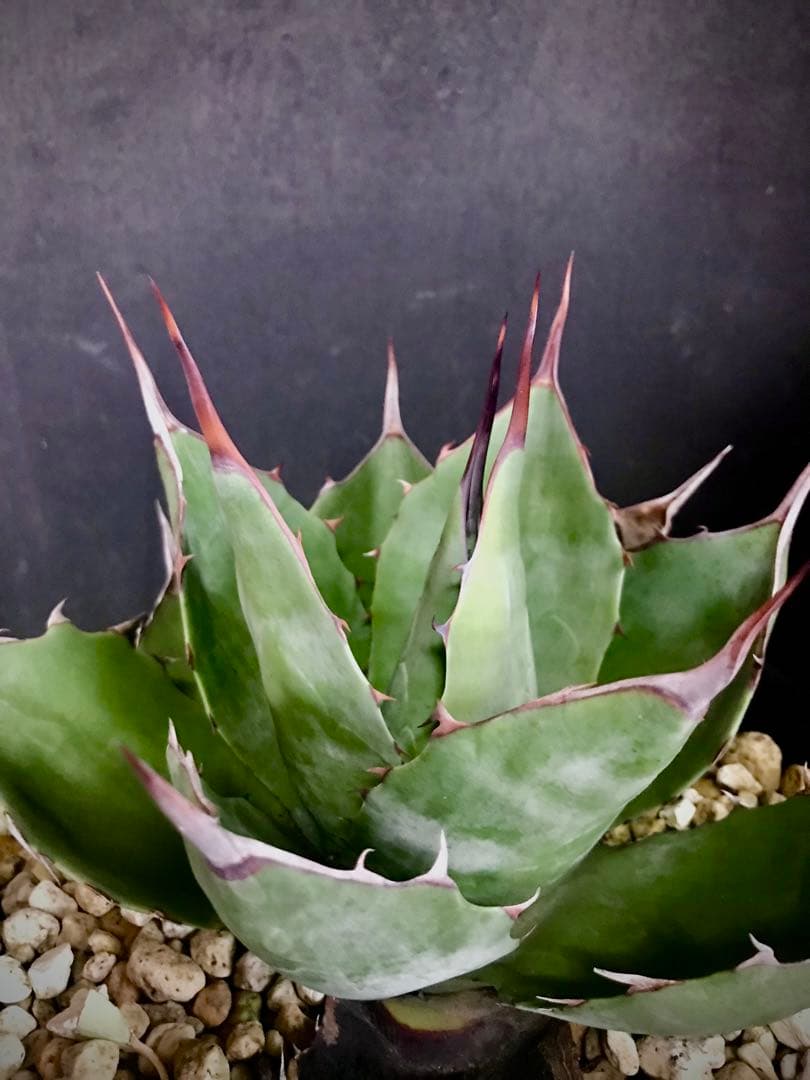 アガベ ホーチエンシス × ブルーブライアン　hyb