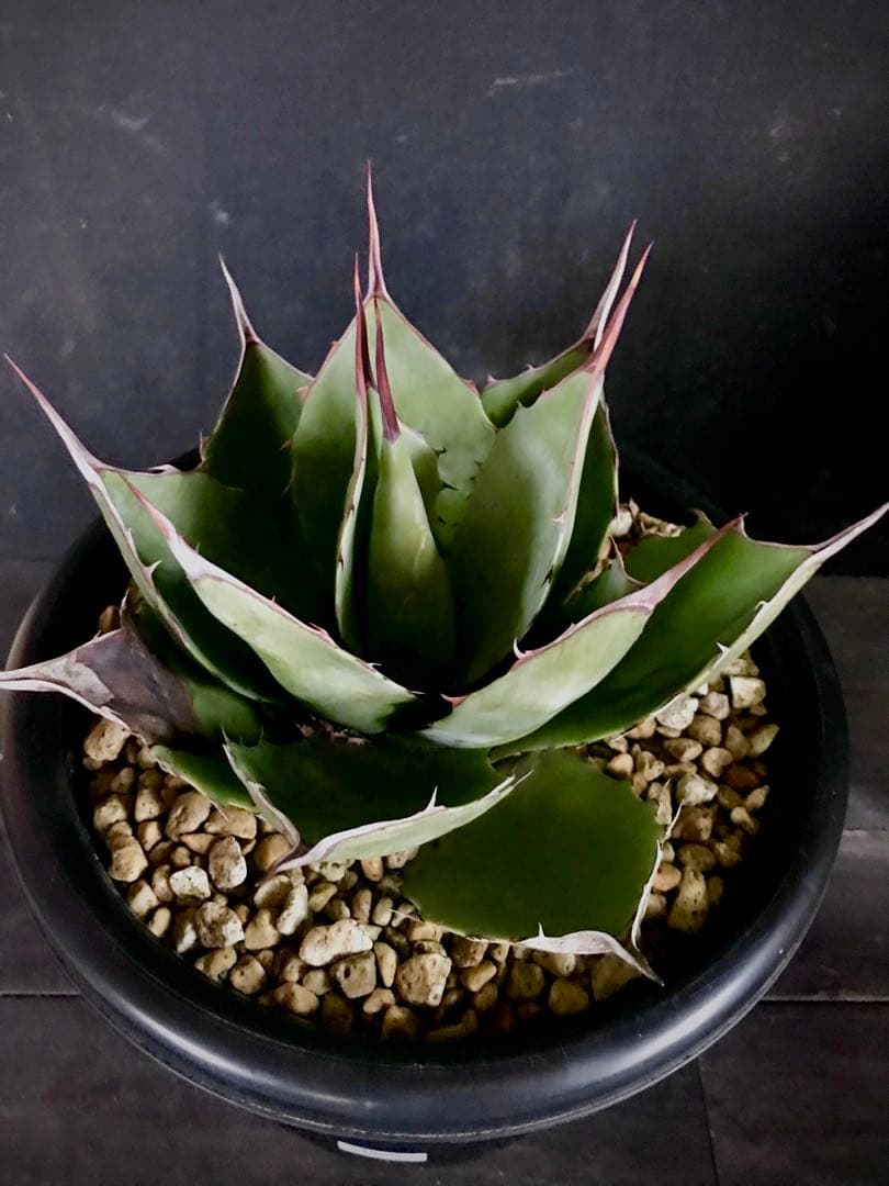 アガベ ホーチエンシス × ブルーブライアン　hyb