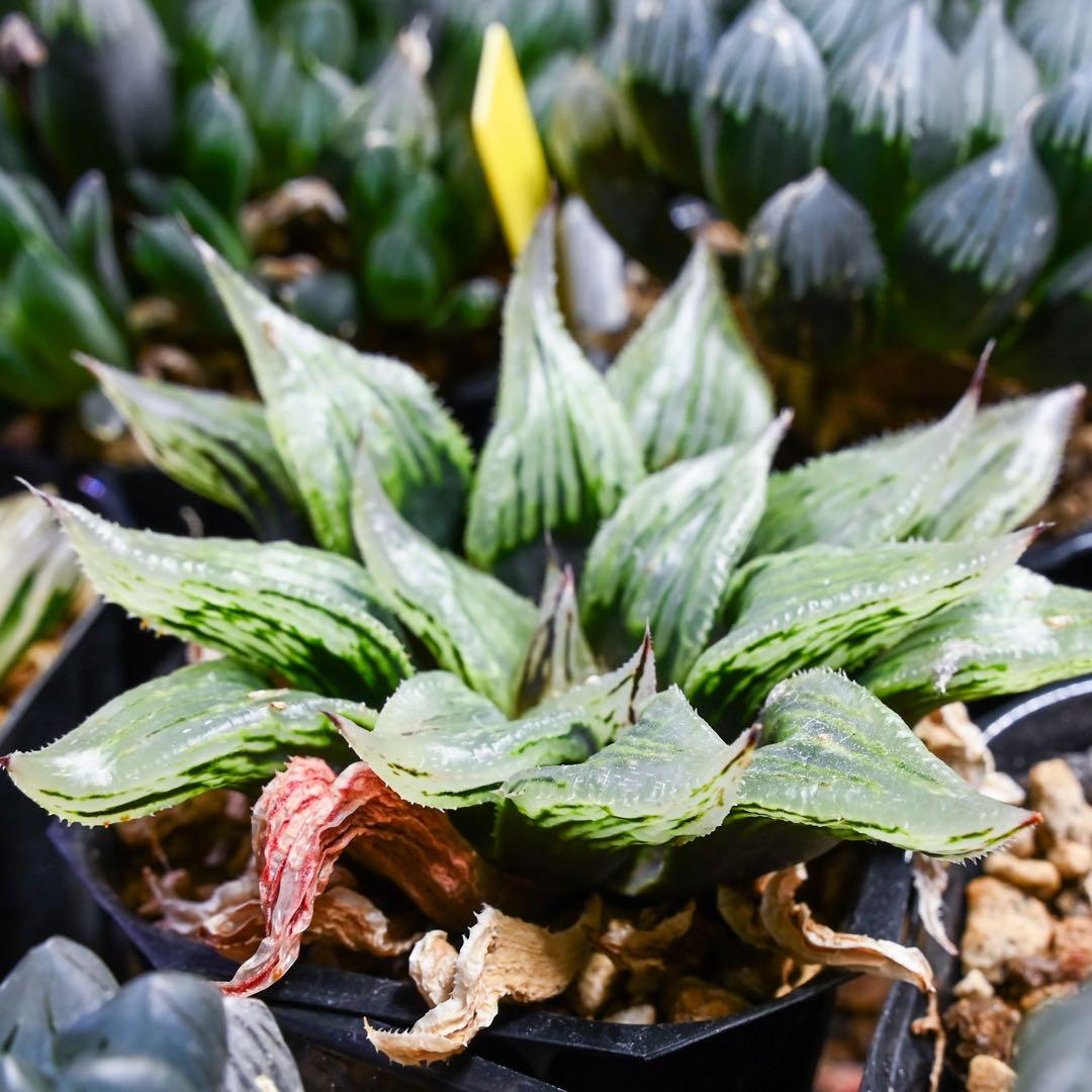 ハオルチア ナイルの一滴