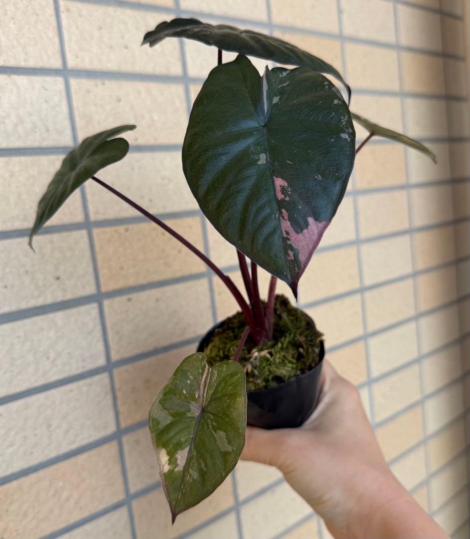 希少　アロカシア ピンクセレンディピティ 斑入り　鉢ごとメルカリ便