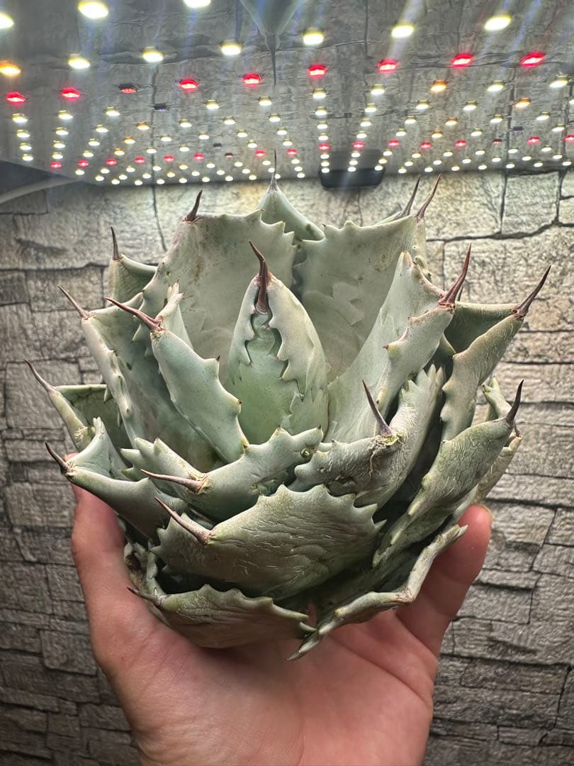 【アガベ】厚葉　白銀甲蟹　極上株