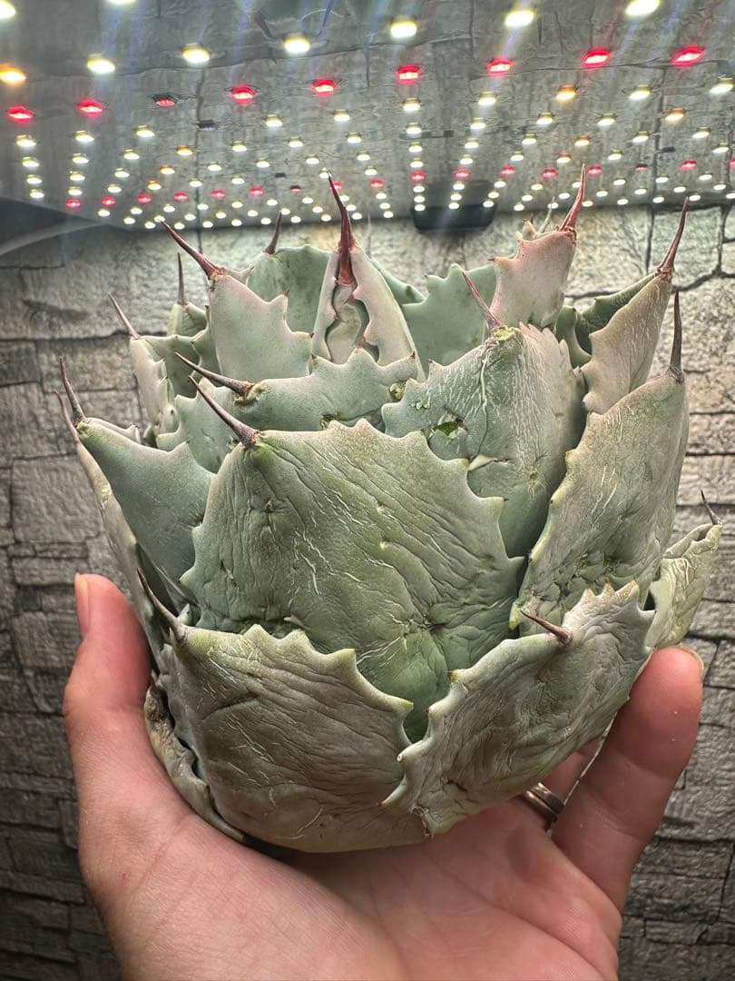 【アガベ】厚葉　白銀甲蟹　極上株