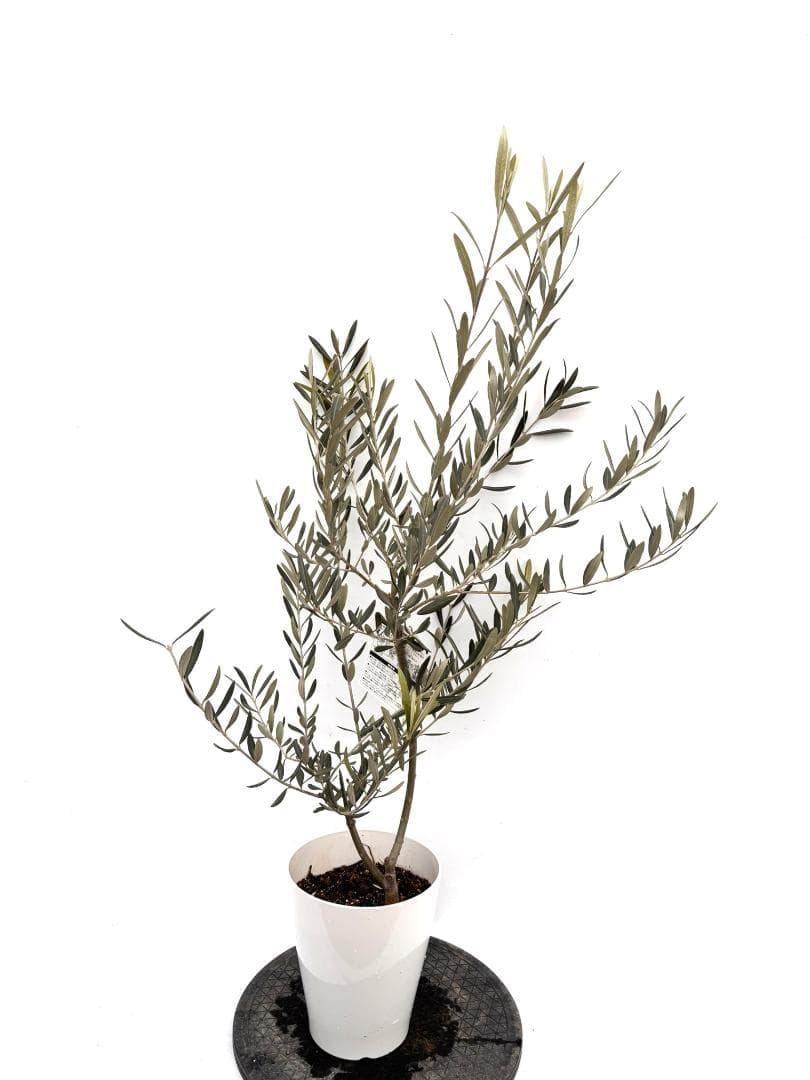 オリーブの木　ブラックイタリアン　7号　約120cm　K-310　希少　現品掲載