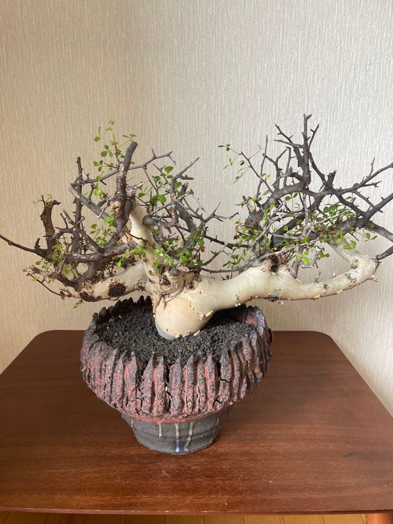 ぶ*た様 コミフォラ　カタフ　ソマリア　特大株　阪本健