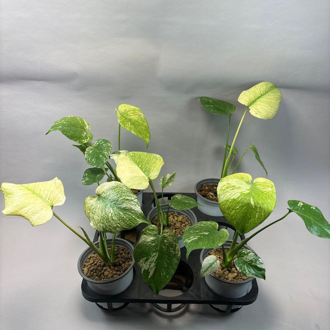 Z*O様 5株セットms15【特別選抜】ホワイトモンスター／天津蘭 モンステラ斑