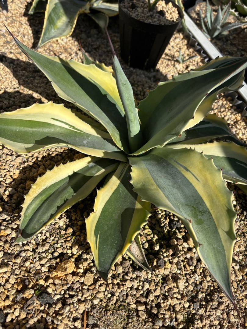 アガベ　オバティフォリア　オルカ　ドライガーデン 地植え