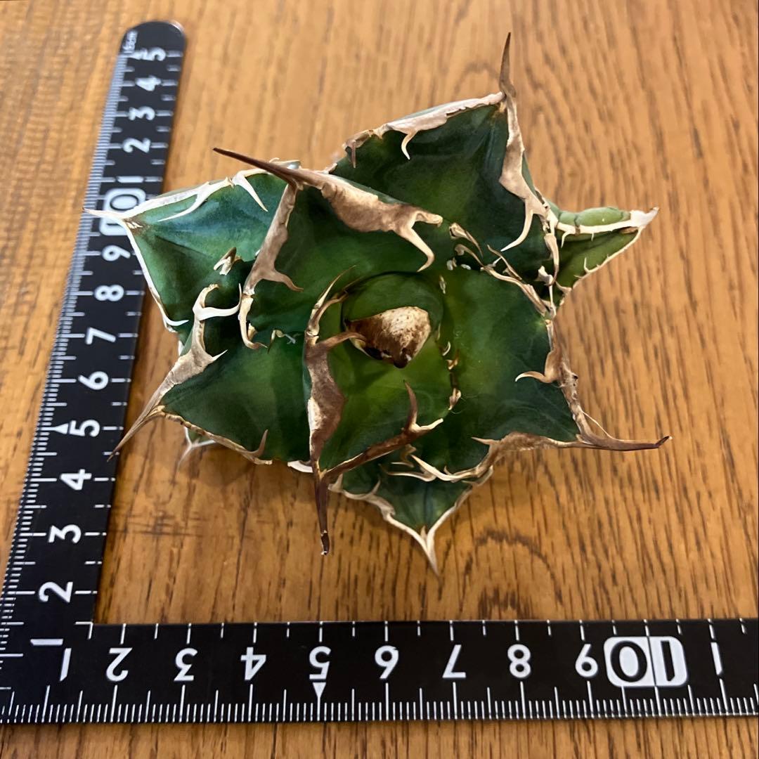 【CR7】速達　超選抜　特大　太棘　長棘　アガべ　チタノタ　雲雀　TC