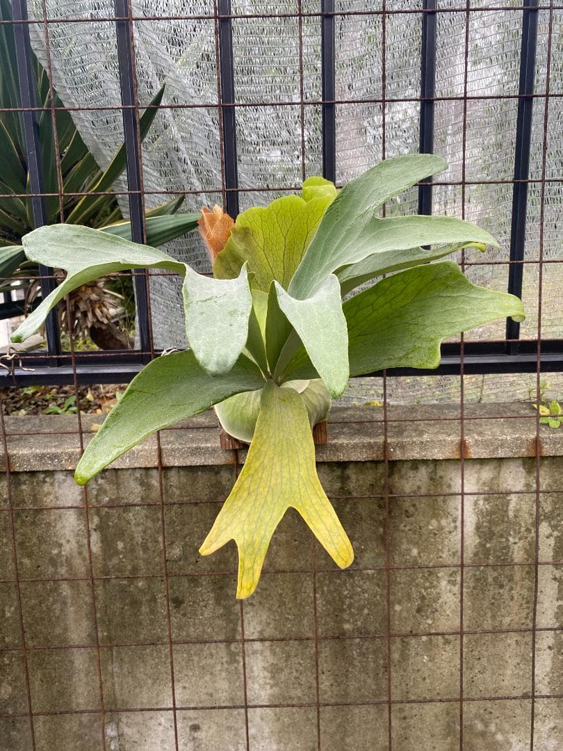 y*o様 フルムーン　大株　10/26