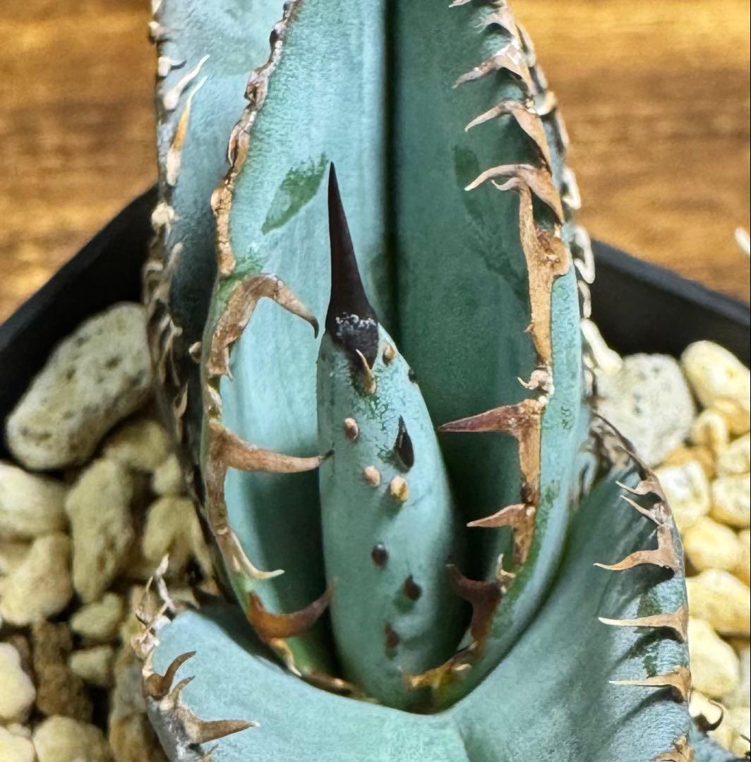 【超希少】 ブツブツ系 アガベ チタノタブルー