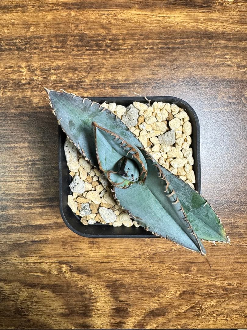 【超希少】 ブツブツ系 アガベ チタノタブルー