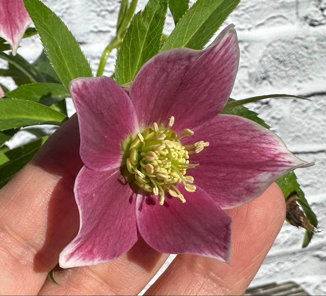 クリスマスローズ　プチドール　横山園芸　開花株