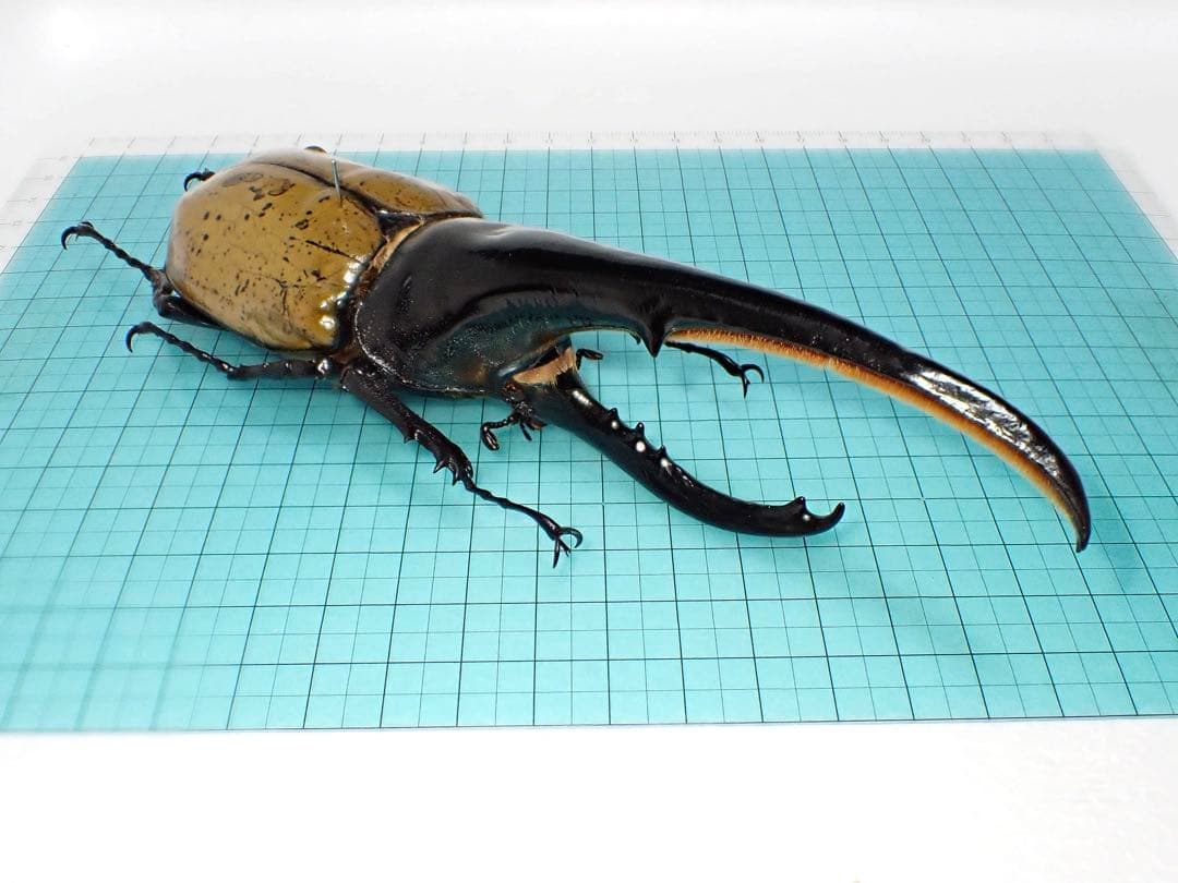 【標本】ヘラクレスオオカブト　原名亜種　グアドループ産　166.1ミリ　飼育品