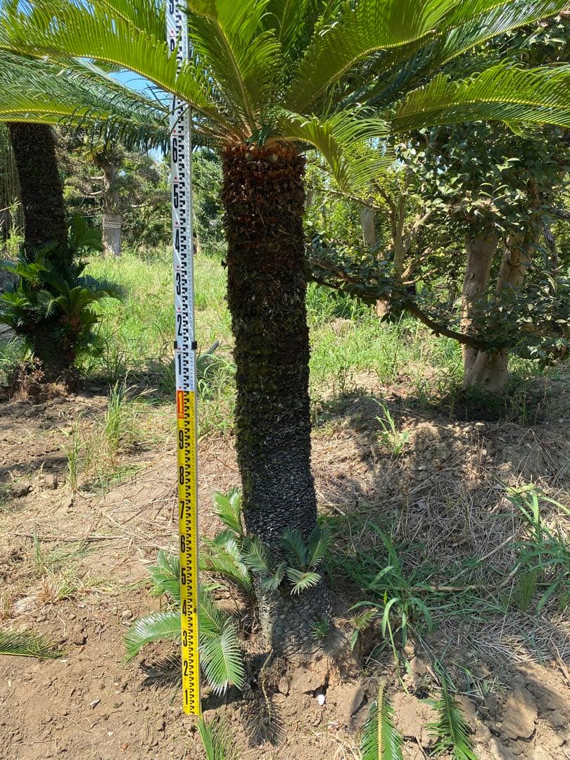 蘇轍　ソテツ　幹高1700引き取り限定
